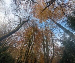 Motorhome Owners Welcome Year-Round Access to Forestry Car Parks in Moray